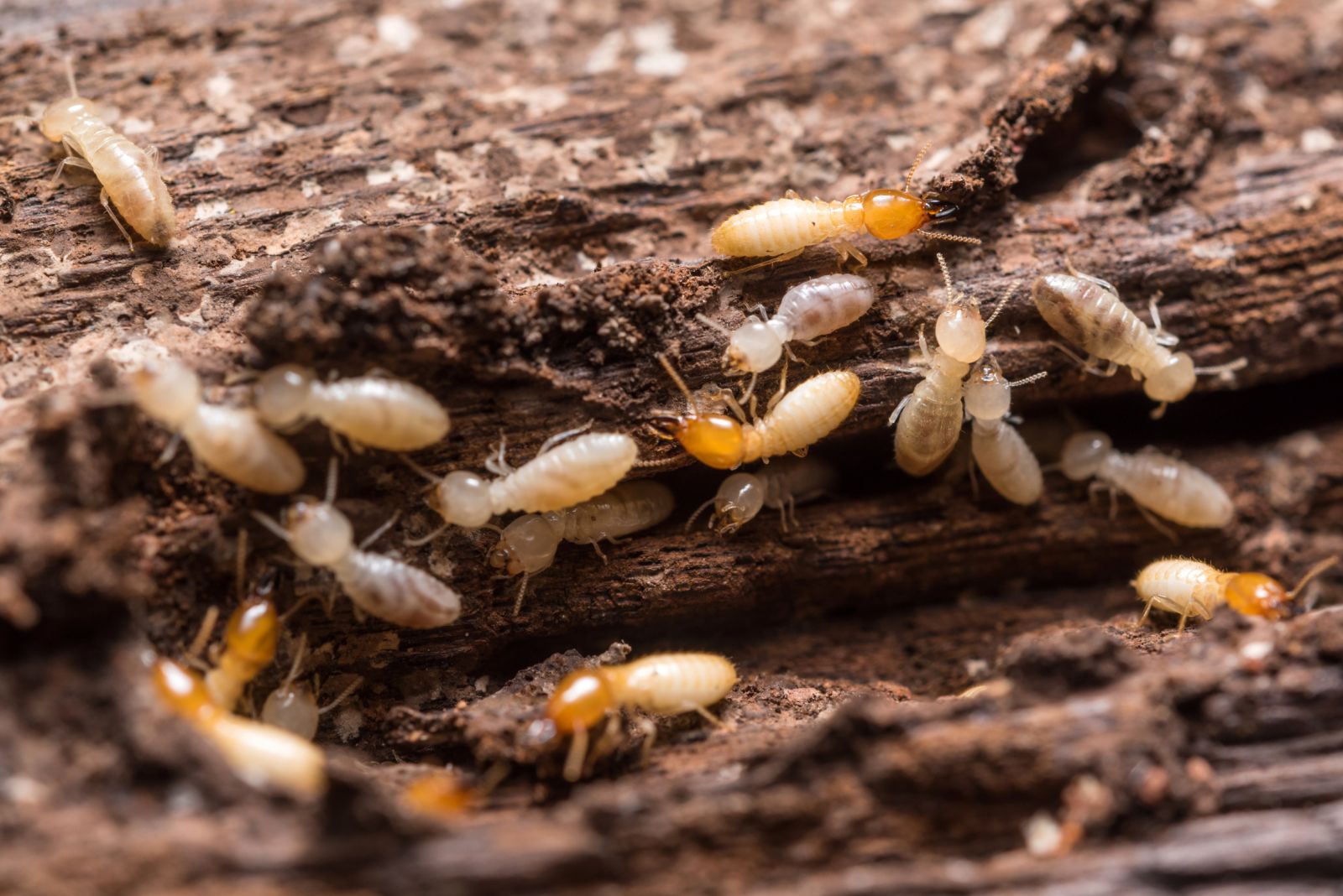 Une vente immobilière dans l''Hérault exige le diagnostic termites